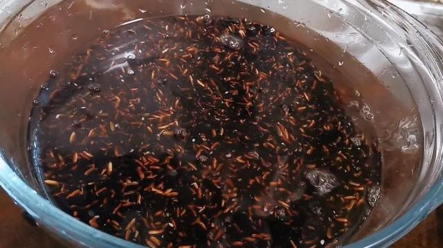 南非花胶功效与作用 2026年南非花胶功效与作用是什么
