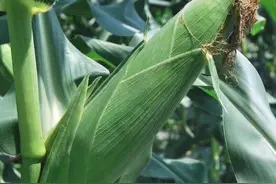 这几十个玉米品种，亩产都在2000斤左右，最适合东华北地区种植图片