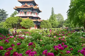 洛阳已正式进入牡丹时间！关于花期、隐藏玩法看这一篇就够了！图片