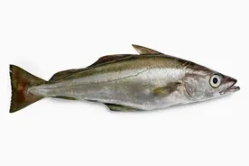 美国黑鳕鱼图片