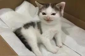 猫咪“选主人”的玄学真相！这4种特征的猫，天生就和你“有缘”图片