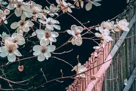 8寺54张图，南方寺院春季即景，禅意春意两相宜 | 十愿策划图片