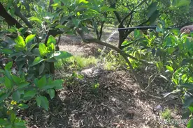 @蒲江人，高温干旱叠加，为农作物解渴，可以这样做......图片