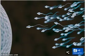 科学家从老鼠的干细胞中培育出了精子图片