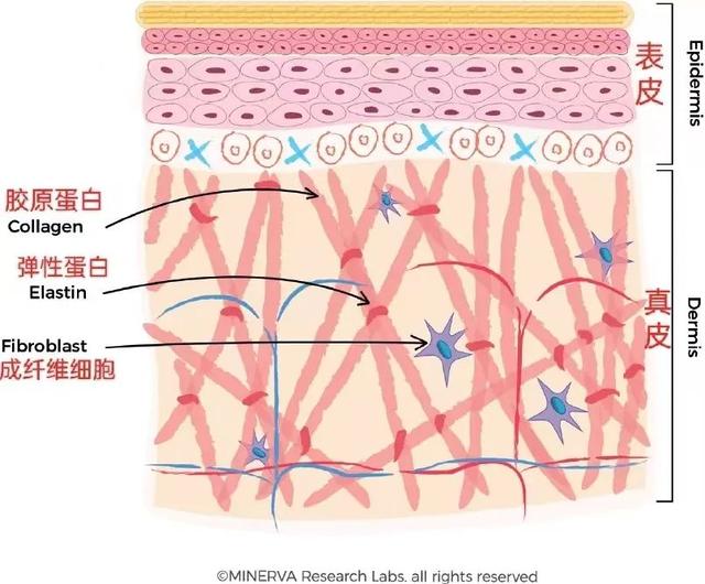 买胶原蛋白肽怎么挑选 2026年胶原蛋白肽怎么辨别好坏