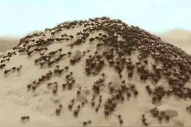 刚果人蚁大战，一个施工队十几人差点被行军蚁吃掉图片