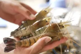 火过小龙虾！广州人吃罗氏虾全国第一！网友：吃虾的精髓居然是吃虾头？图片