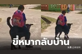 泰国油价持续上涨，男孩骑狗上学走红网络图片