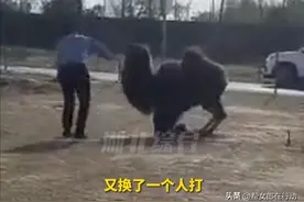 商区古城骆驼遭“棍棒伺候”，骆驼不停哀嚎屈膝求饶，旁人制止被置若罔闻图片