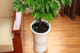 6种“吉利花”，惧怕晒太阳，阴凉处长得旺，植株大气，旺家旺人图片