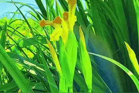 动态美景图④图片