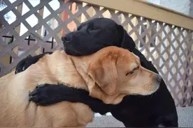 关于狗狗交配的“秘密”，你未必全知道图片