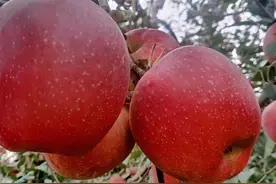 我国最出名的五大苹果排名，你家乡上榜了没有，你最喜欢吃哪里的图片