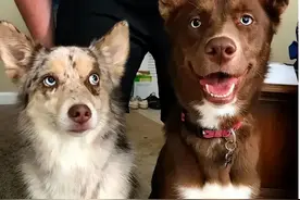 狗狗发情交配时，是怎么挑选配偶的？图片