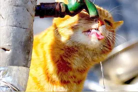 猫咪到底能喝什么水？不知道的，养猫就太失败了图片