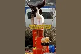 （视频）@太原人，太灵活！套圈现场大鹅摇头晃脑躲避项圈图片