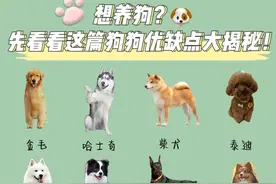 想养狗？到底应该怎么选？图片