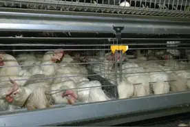 花溪区智能化蛋鸡养殖 尽显“科技范儿”！图片