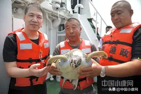 现场直击！中国绿发会放生国家一级保护动物绿海龟图片