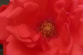 到美国办的签证，我的亲身体会，说简单很简单图片