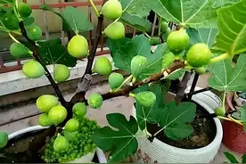 阳台养无花果，“1步”做到位，果子多10倍，又甜又大营养丰富图片