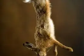 农村常见的野兔，在环境持续改善的情况下，为啥还是很少见？图片