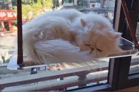 太原猫咖-太原哪里有撸猫的好去处？请看…图片