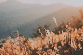 读诗，让秋色更朦胧，五本唯美当代诗选带孩子步入诗歌殿堂图片