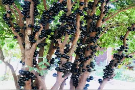 嘉宝果树施什么肥才长果图片