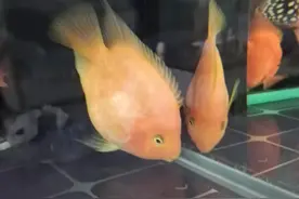 观赏鱼常备药图片