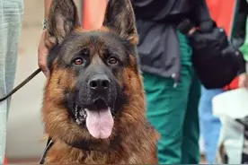 狗界最有“灵性”的6种狗，你对它的好，会铭记一生图片