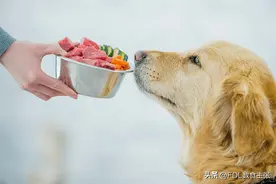 从吃饱到吃好，宠物营养经历了什么？图片