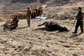 驴马打滚为哪般图片