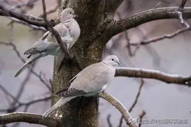 为什么说农村很常见的斑鸠不能吃？它的危害真的很大？图片