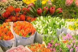 济南花鸟鱼虫市场大盘点，全网最全，看这一篇就够了图片