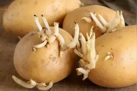 这些食物发芽后不但没“毒”，营养价值可能更高，别不懂扔掉了图片