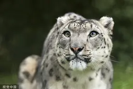 甘肃天祝：首次发现国家一级保护动物雪豹图片