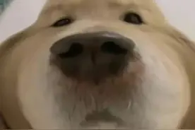 表情包 | 去你大爷小青蛙图片