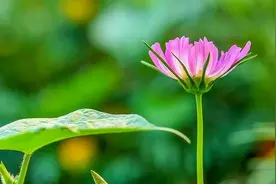 《梦溪笔谈》：如果你遇到这几件奇怪的事，是走大运的征兆图片