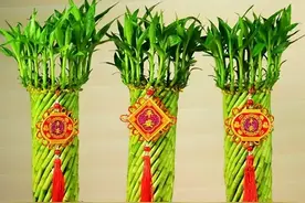 养好富贵竹的方法和注意事项，夏季要格外注意这几点图片