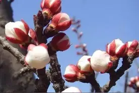 经常梦见童年老家院子里的杏树开花了！可能我对杏树情有独钟吧图片