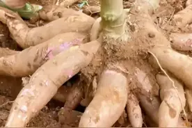 木薯有毒性，为何全球10亿人口还拿它当主食？高产是一个主要原因图片