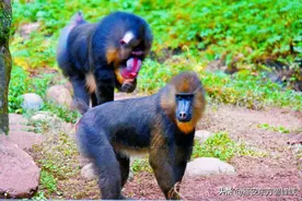 山魈狒狒大PK！猜猜谁更厉害？图片