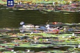 罕见！4只“世界上最小的鸭子”棉凫现身海南昌江同框觅食图片