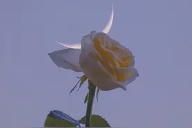 寓意独特的小众网名，每一个都是别具一格的存在图片