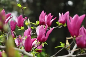 疫情之下的上海，虽有非议，但依然值得尊敬图片