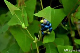 俗称“蛇倒退”，专治毒蛇上门咬人！功效很多，农村人家家种一棵图片