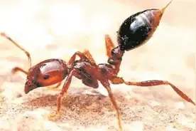 昆虫界中横行无忌的土匪——红火蚁图片