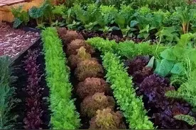 蔬菜套种有技巧，增产又增收图片