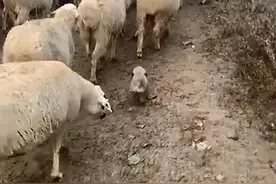 国外一只牧羊犬幼崽刚满月，就出来驱赶羊群，反被羊群当成小羊羔图片